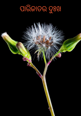 ପାରିଜାତର ଦୁଃଖ