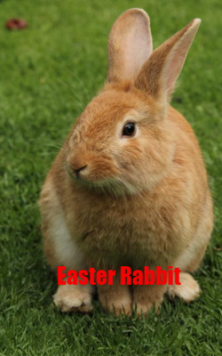 Easter Rabbit