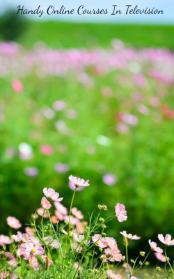 Handy Online Courses In Television