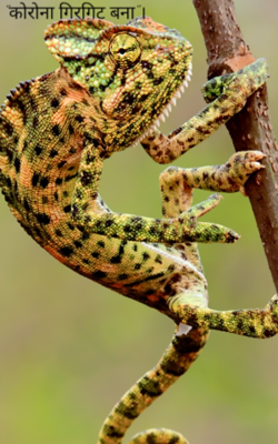 "कोरोना गिरगिट बना"।
