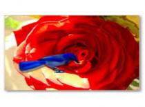 "मैंने नहींं तोड़े गुलाब"