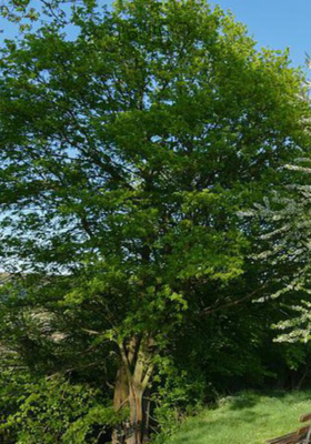 ଦୃଶ୍ୟାନ୍ତର 