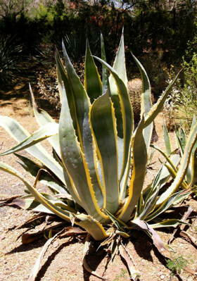 वहिनीचे जाणे