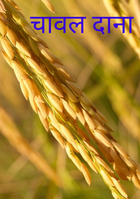चावल दाना
