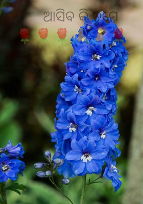 ଆସିବ କି ତୁମେ