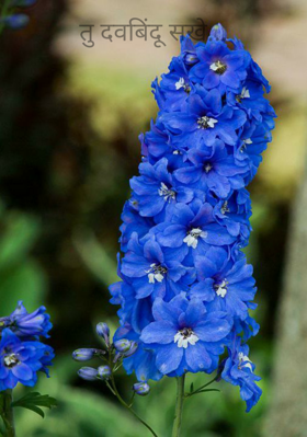 तू दवबिंदू सखे...