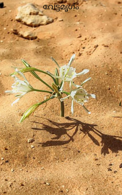 വേട്ടമൃഗം