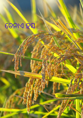 ଚେନାଏ ହସ