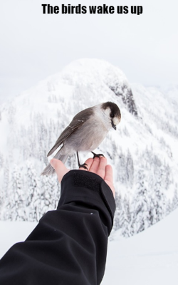 The Birds Wake Us Up