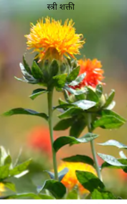 स्त्री शक्ती