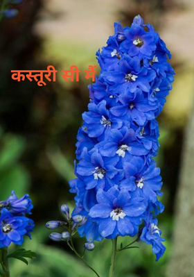 कस्तूरी सी मैं