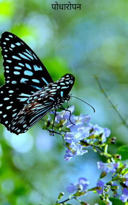 पौधारोपन