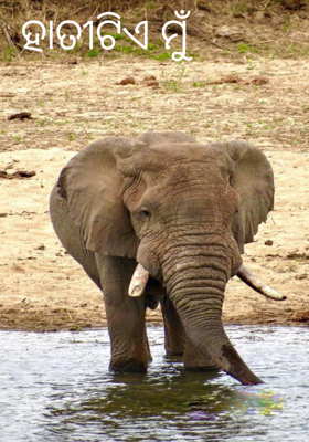 ହାତୀଟିଏ ମୁଁ 