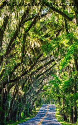 The Silence Before the Scratch