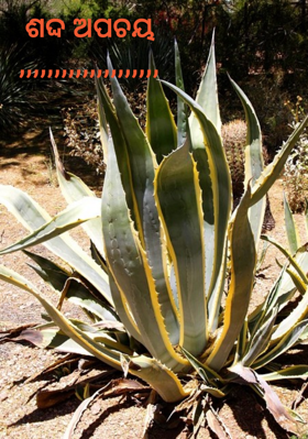 ଶଦ୍ଦ ଅପଚୟ