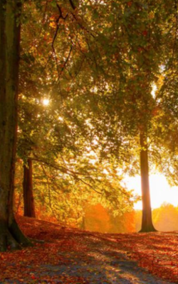 Nothing Gold Can Stay