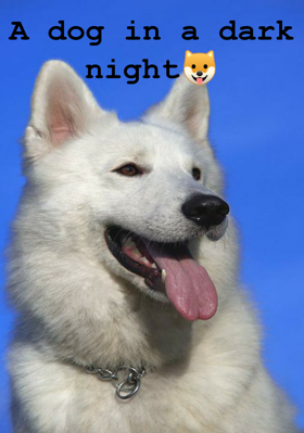 A dog in a dark night