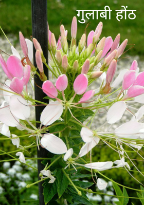 गुलाबी होंठ