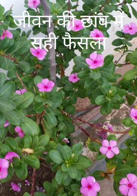 जीवन की छांव में सही फैसला