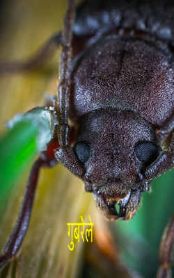 गुबरेले