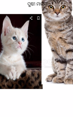 ପୁଷୀ ମାଉସୀ