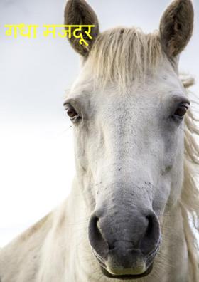 गधा मजदूर