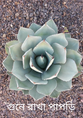 গুনে রাখা পাপড়ি