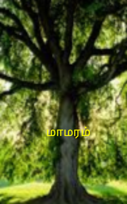 மாமரம்