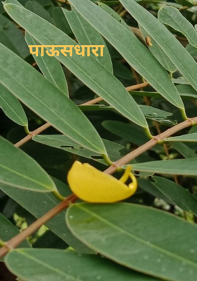पाऊसधारा