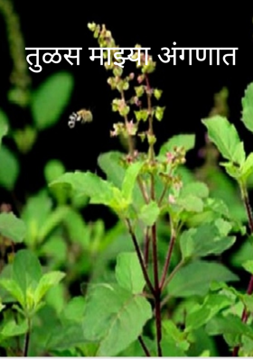 तुळस माझ्या अंगणात