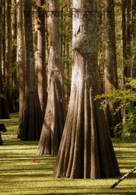 पर्यावरण की सुरक्षा
