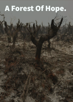 A Forest Of Hope.