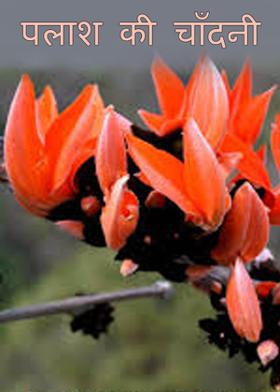 पलाश की चाँदनी