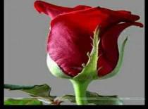 नामौजूद प्रेम