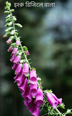 इश्क़ डिजिटल वाला