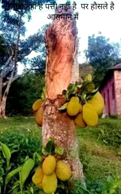 शाखा नहीं है पत्ती नहीं है  पर हौसले हैं आसमान में