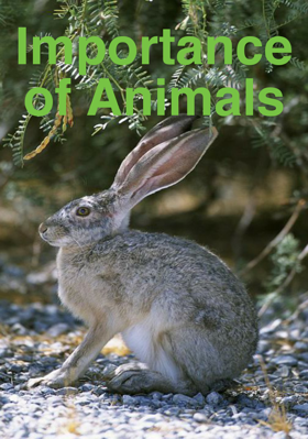 Importance Of Animals