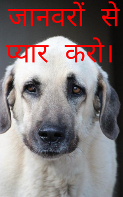 जानवरों से प्यार करो।