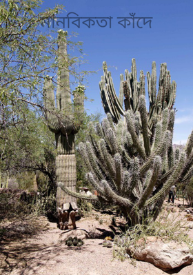 মানবিকতা কাঁদে