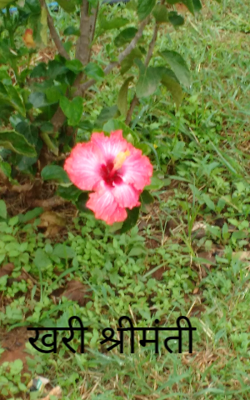 खरी श्रीमंती