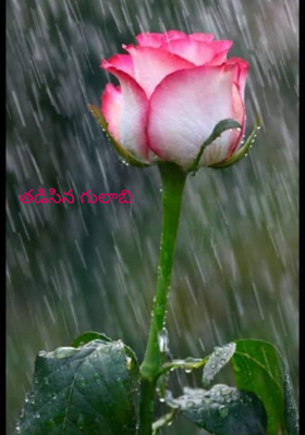 తడిసిన గులాబి