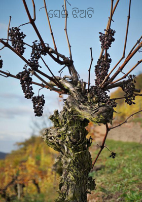 ସେଇ ଝିଅଟି