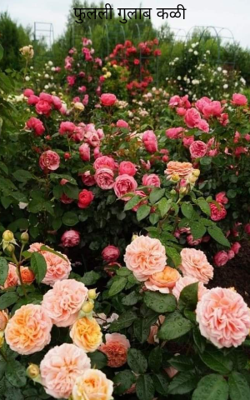 फुलली गुलाब कळी