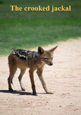The Crooked Jackal