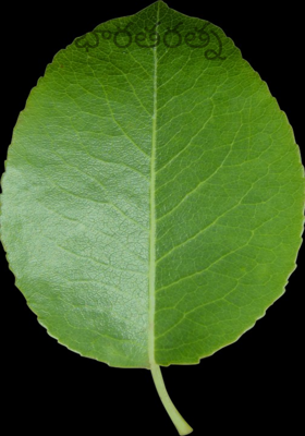 భారతరత్న