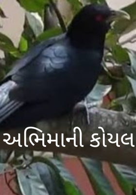 અભિમાની કોયલ
