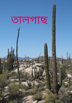 তালগাছ