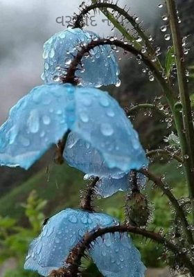 વરસાદને પત્ર