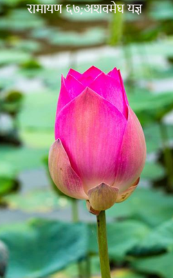 रामायण ६७;अशवमेघ यज्ञ