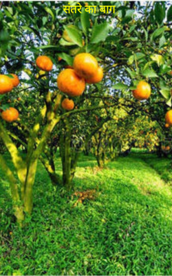 संतरे का बाग
